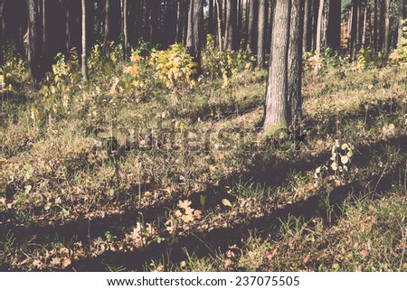 autumn colored tourism trail in the woods in the countryside - retro, vintage style look