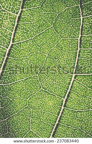 leaf macro pattern of green - retro, vintage style look