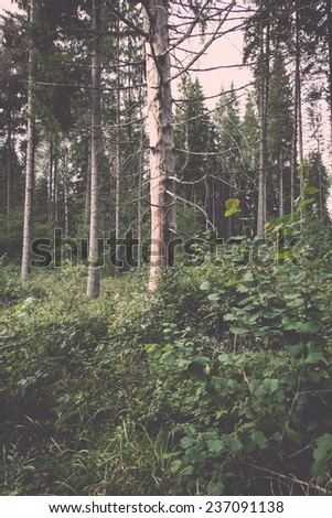 trees in green forest with moss and autumn colors. latvia. - retro, vintage style look