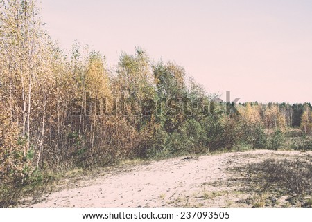 forest trees in autumn colors in countryside late autumn - retro, vintage style look