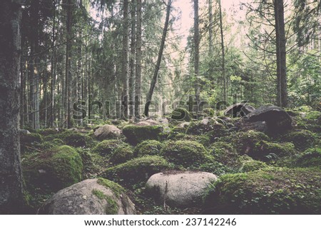 Old forest with moss covered trees and rays of sun in summer - retro, vintage style look