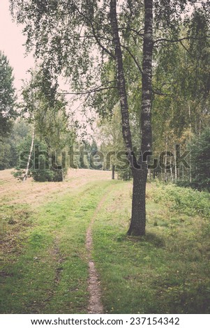 forest road with sun rays in summer - retro, vintage style look