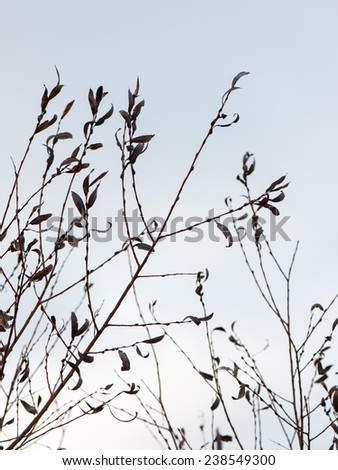 artistic dry branches and plants on white background. art.