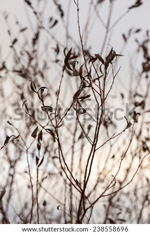 artistic dry branches and plants on white background. art.