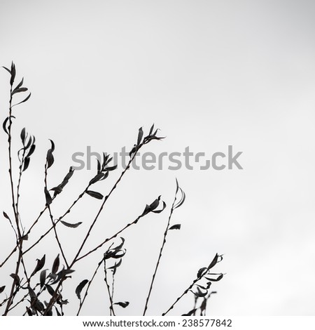 artistic dry branches and plants on white background. art. - indie vintage retro film look