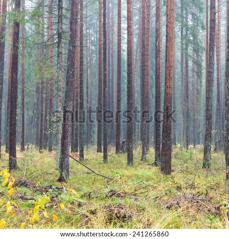 forest trees in autumn colors in countryside late autumn - square image