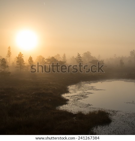Beautiful tranquil landscape of misty swamp lake with mist and boardwalks - square image