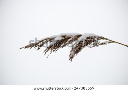 frozen abstract tree branches and plants in winter snow
