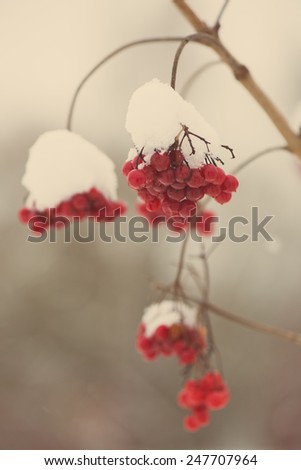 red berries in the snow with frost and blur background - aged photo effect, vintage retro