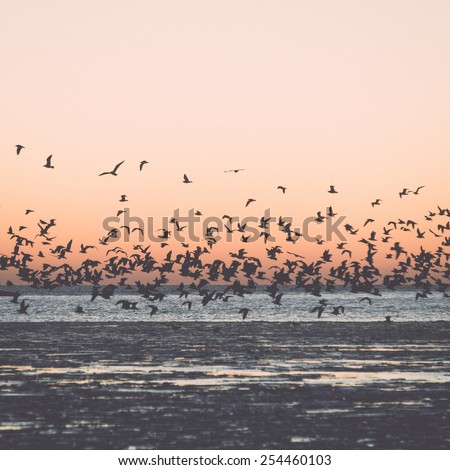 birds flying in sunset over frozen sea with ice blocks and dramatic colorful sky - vintage retro grainy film effect