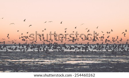 birds flying in sunset over frozen sea with ice blocks and dramatic colorful sky - vintage retro grainy film effect