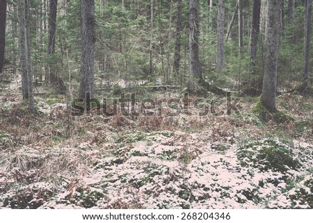 snow covered forest with trails and green grass in early spring - retro vintage film effect