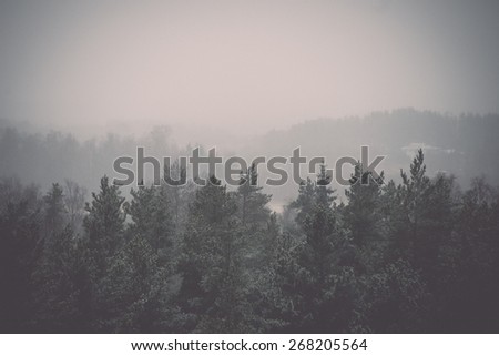 panoramic view of misty forest. far horizon - retro vintage film effect