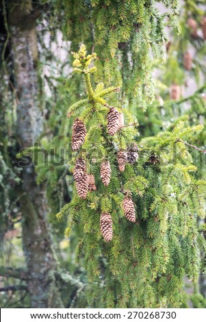 spruce tree with cones in the misty rainy weather in country