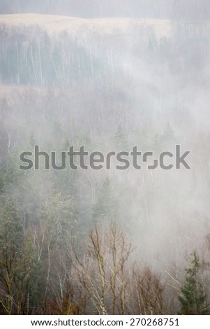panoramic view of misty rain forest. far horizon