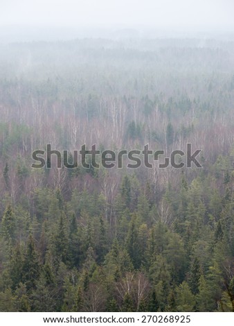 panoramic view of misty rain forest. far horizon