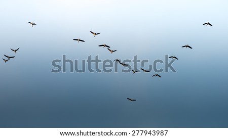 birds flying in blue sky in beautiful formation