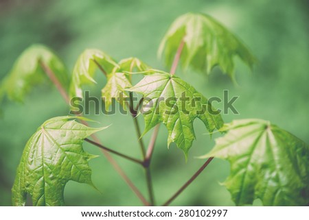 young spring maple tree leaves on green background in wet forest - retro vintage film look