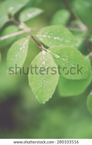 young spring leaves on green background in wet forest - retro vintage film look