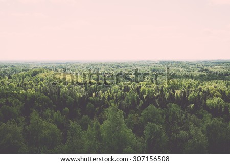 Endless forests in sunny day with perspective in color - vintage retro style effect