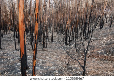 Burned forest after a huge fire in Portugal