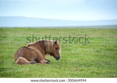 Icelandic horse in a very windy day