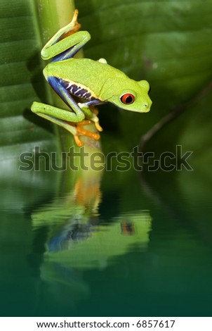 Animal Eye Reflection