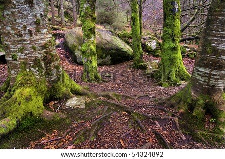 Irish forest in winter with trees full of lichen waiting for the leprechauns