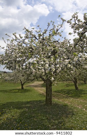 Blossom orchard of apple trees in spring time
