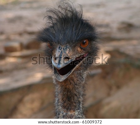 emu animal closeup georgia wild park shutterstock search