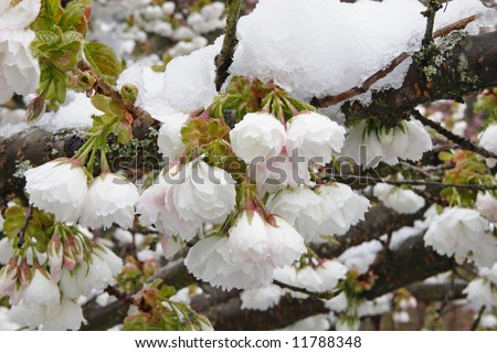 Mount Fuji Cherry Blossoms after a spring snow storm.