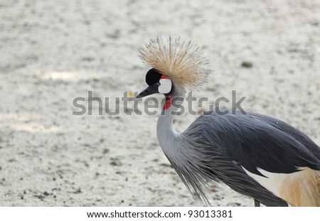 Grey Crowned Crane in zoo