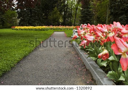 A park path lined by tulips