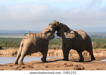 Elephant Fighting