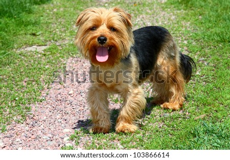 good dog on green grass