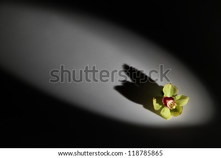 beautiful green flower with shadow