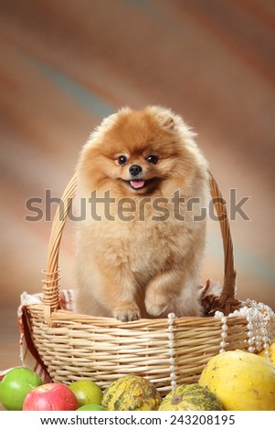 dog with toys. Pomeranian spitz in a basket. red furry coat. loyal dog look. Awards dog exhibitions