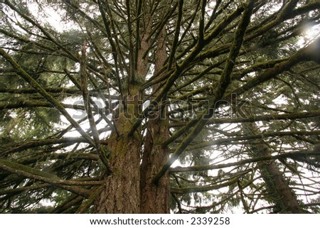 Mossy Douglas fir trees in Northwest