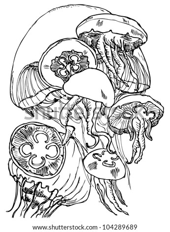 Jellyfish Sketch In Vector - 104289689 : Shutterstock
