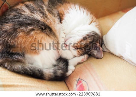 thick pleased tricolor cat is sleeping