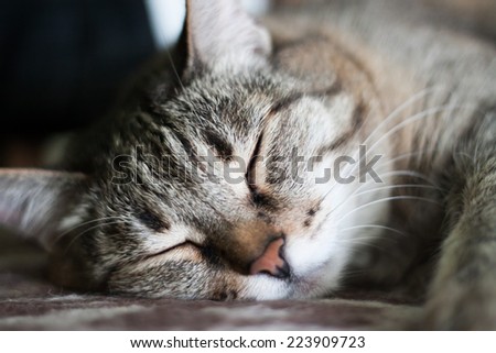 thick pleased gray striped cat is sleeping