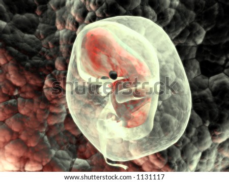 Pictures Of A Growing Human Embryo 80