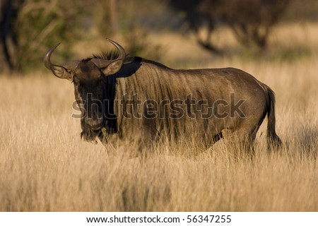 This wildebeest was seen right outside satara camp in the Kruger Park