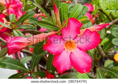 Pink Impala Lily or Desert rose flowers.