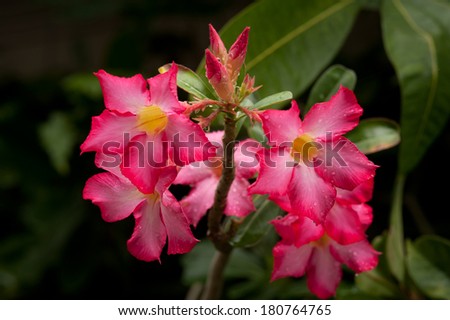 Pink Impala Lily or Desert rose flowers.