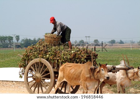 MANDALAY,MYANMAR-MARCH 19 : Unidentified farmer riding on their ox cart, carrying of crops from the farm  to a village on March 19,2014 in Mandalay city,Middle of Myanmar.