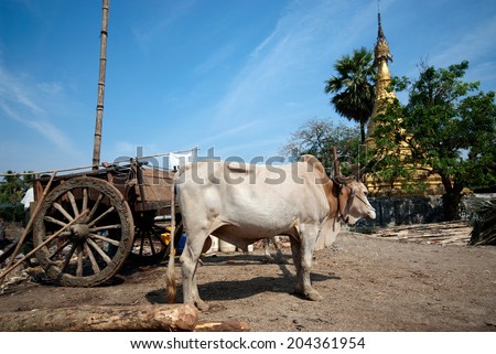 KYAIKTO,MYANMAR-JANUARY 31 : Ox cart waiting to be fish waterfront from fisherman at village on January 31,2014 in Kyaikto city,Mon state in Middle of Myanmar.