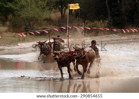 CHONBURI,THAILAND-DEC 28 : Water buffalo racing festival,has always played an important role in agriculture in Thailand. on December 28,2014  Chonburi Province, it is an important annual festival.