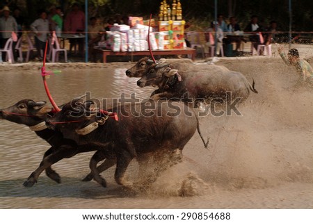 CHONBURI,THAILAND-DEC 28 : Water buffalo racing festival,has always played an important role in agriculture in Thailand. on December 28,2014  Chonburi Province, it is an important annual festival.