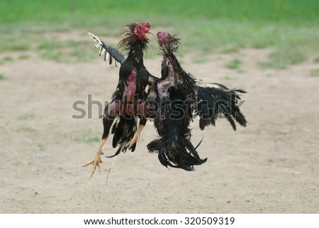 Cockfight in Thailand,Popular sport and tradition.